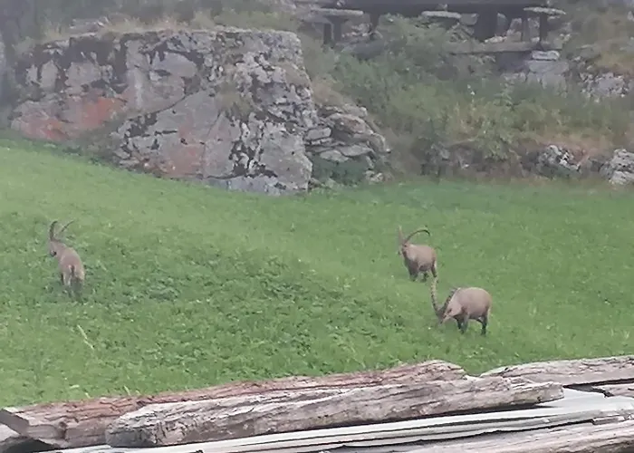 Ξενοδοχείο Pop-up Camping Grachbiel Grächen