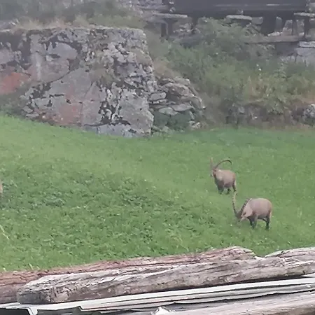 ホテル Pop-up Camping Grachbiel グレヘン